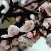 梅は咲いたか 桜はまだかいな