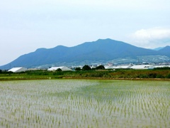 高社山と早苗田
