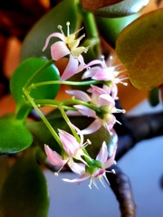 小さき花片