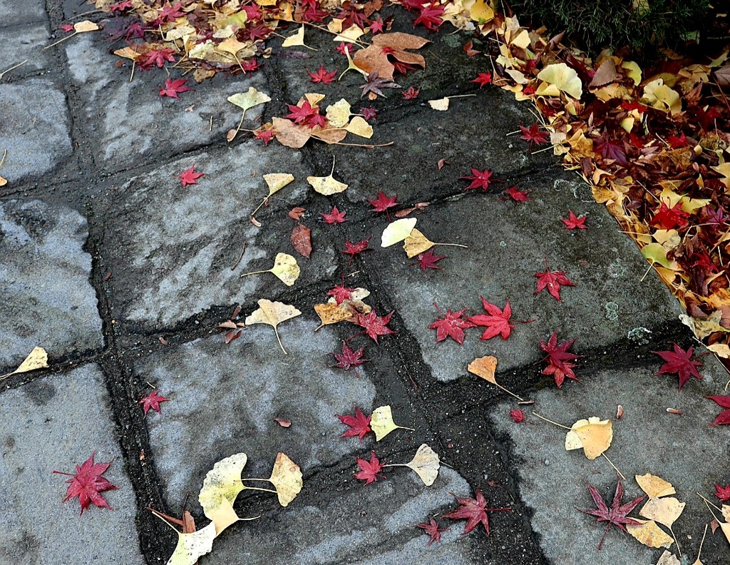 紅葉と銀杏