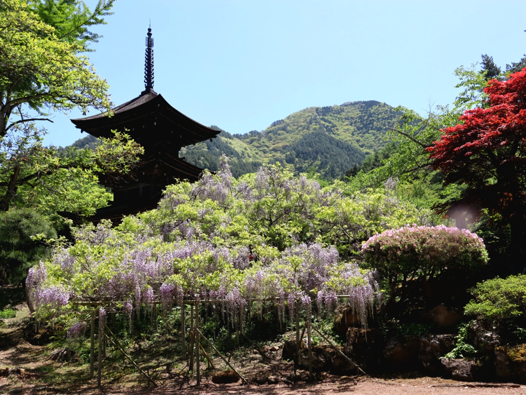 三重塔と藤棚