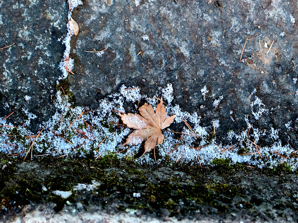 枯葉に雪