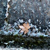 枯葉に雪
