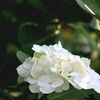 白い紫陽花