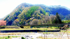 里山の春