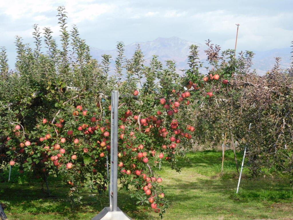 林檎畑