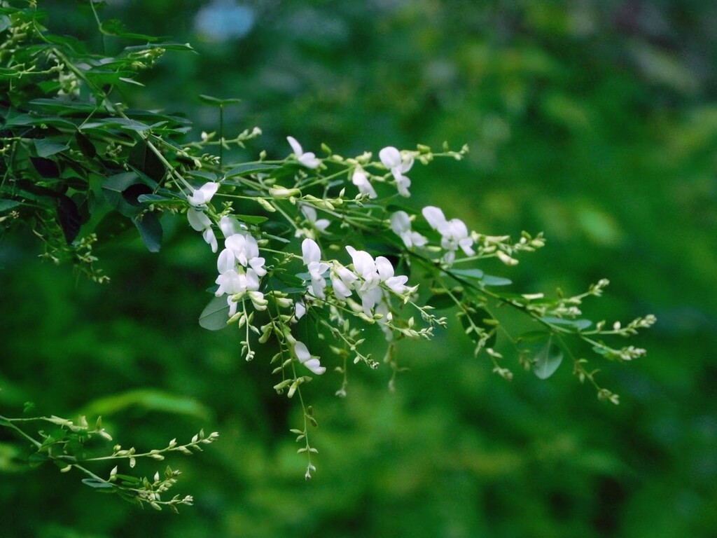 白萩