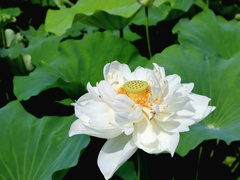加古池