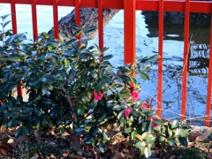 水辺に咲く山茶花