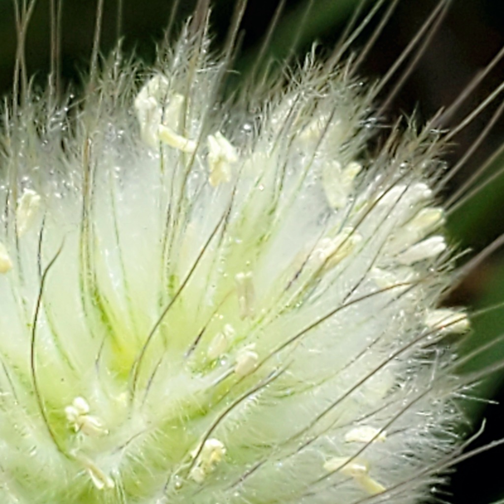 野うさぎの尻尾