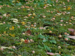 銀杏　ギンナン