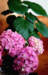 ピンクの紫陽花