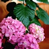 ピンクの紫陽花