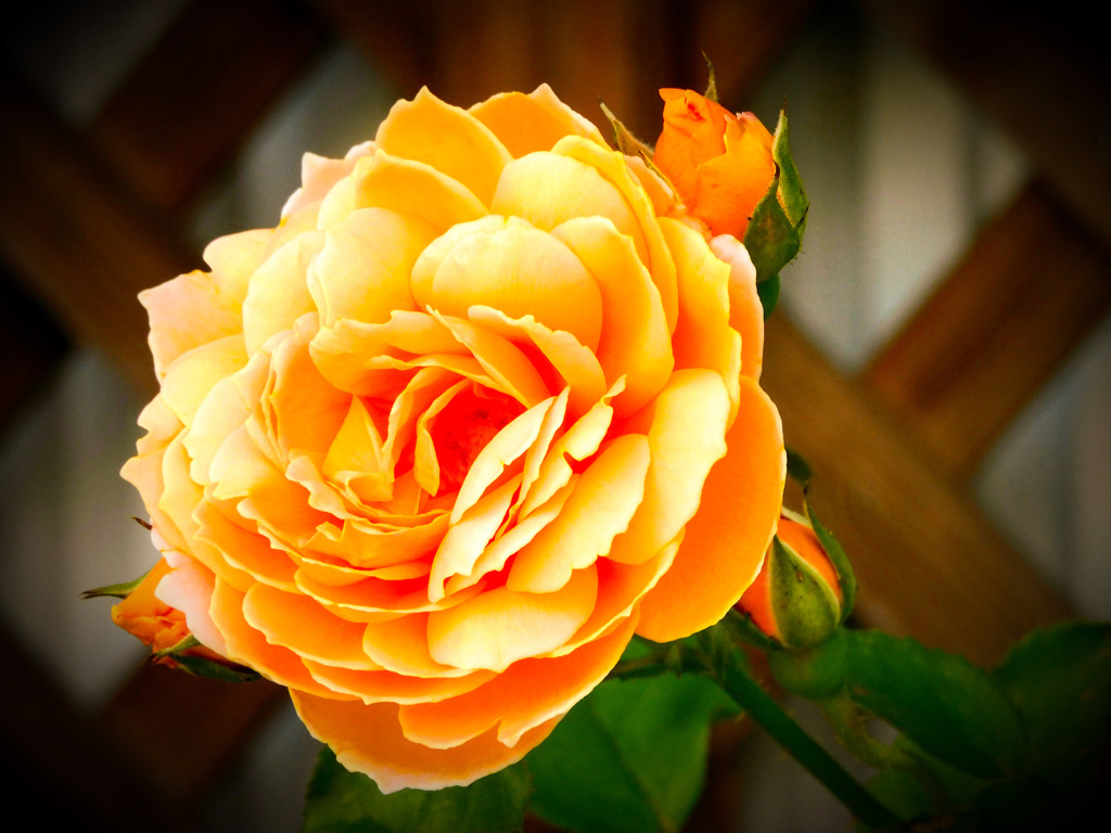 薔薇便り