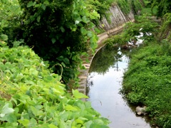 亀の居る川