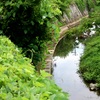 亀の居る川