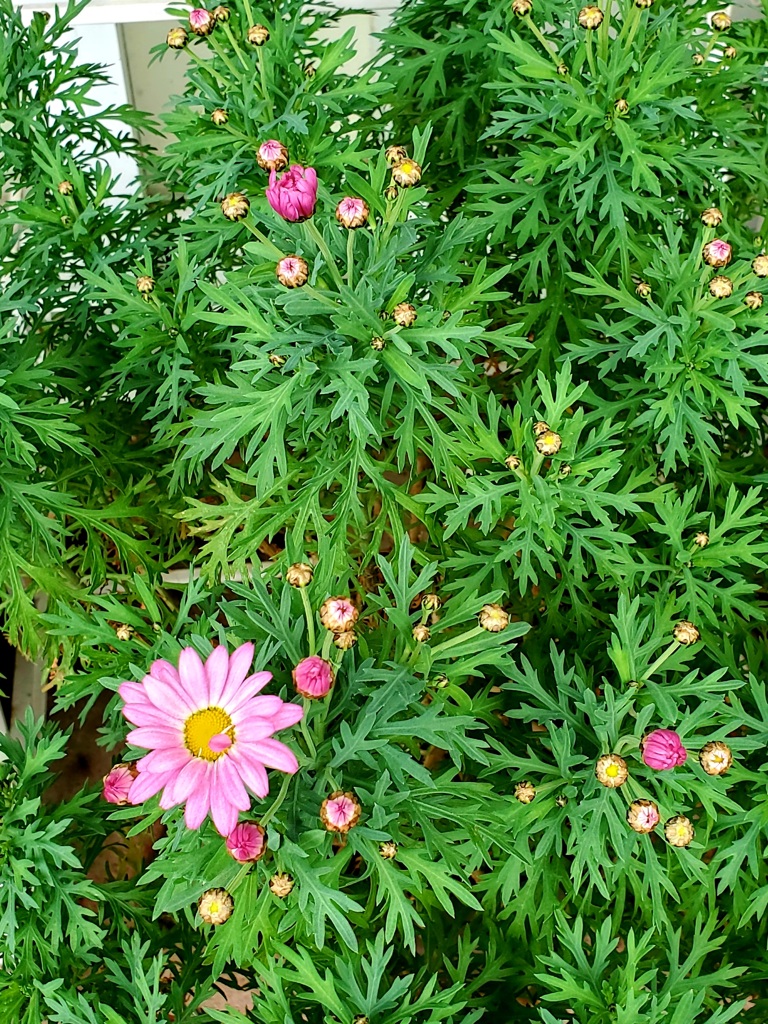 木春菊