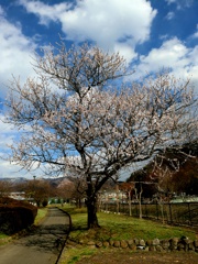 春を告げる花