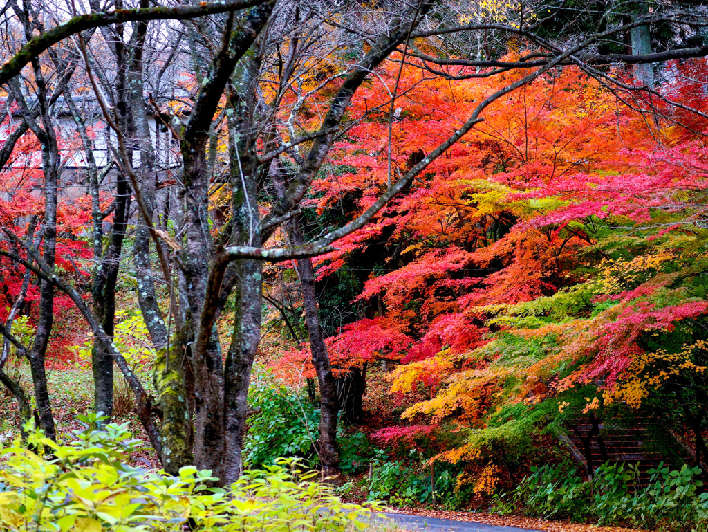 山寺の紅葉