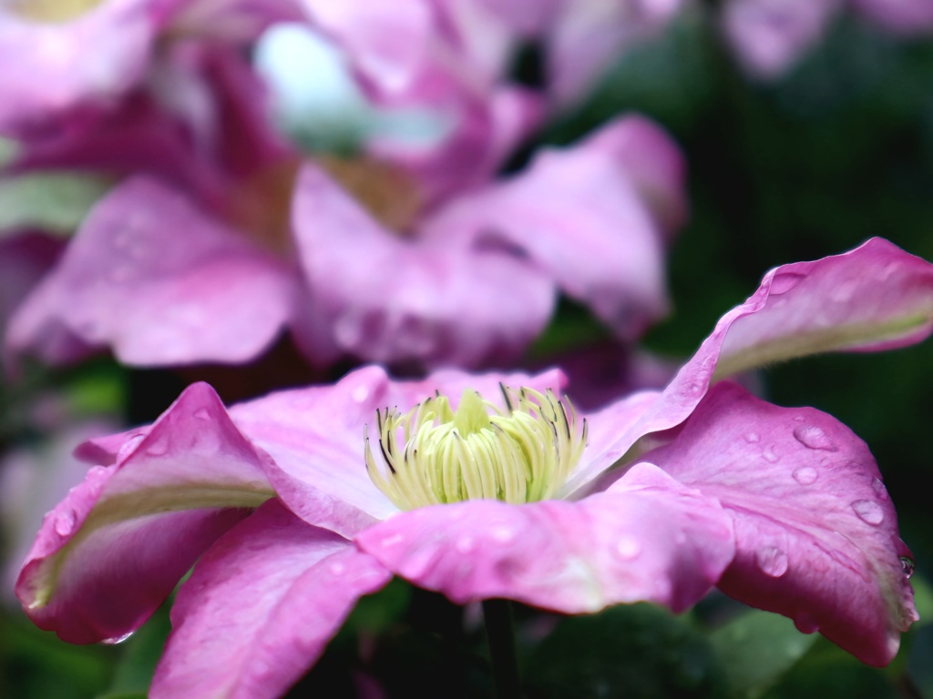 雨の雫