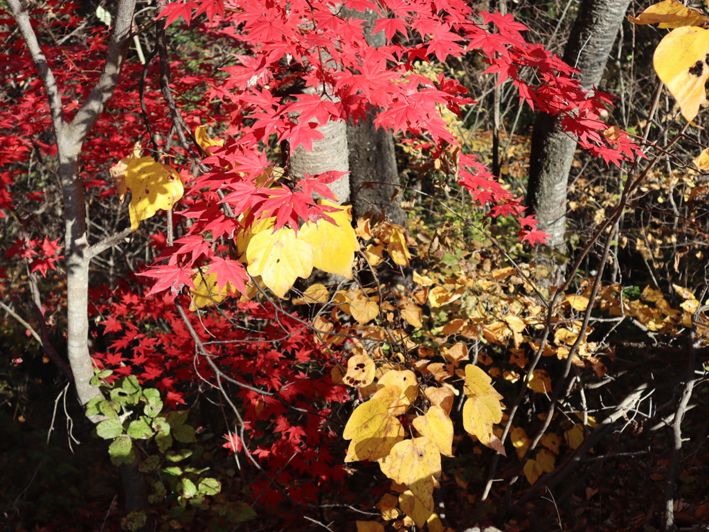 赤や黄色の色様々に