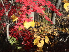 赤や黄色の色様々に