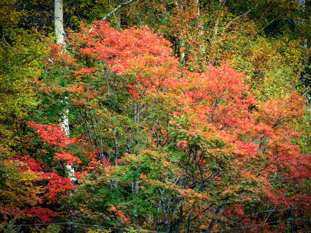 湯続き紅葉街道