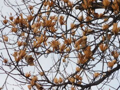 百合の木　翼果