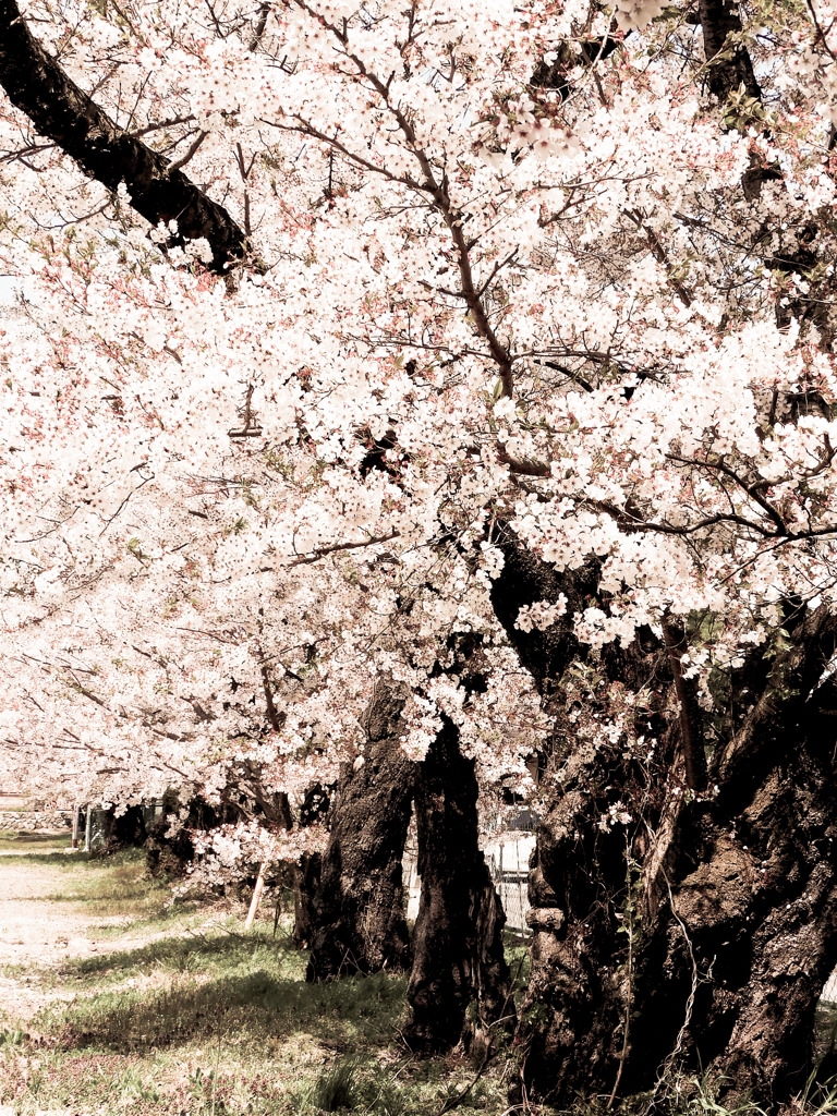廃校の桜