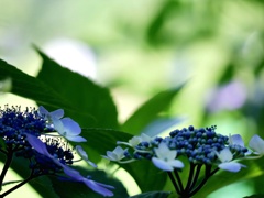 藍を集めて