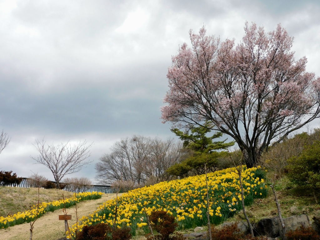 春旅　桜旅