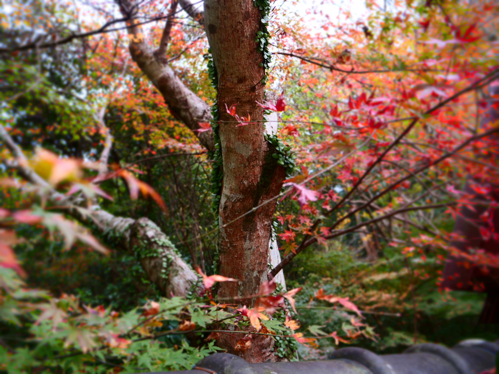 紅葉より‥