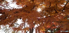まだ紅葉してた