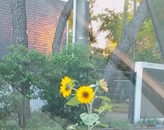 向日葵