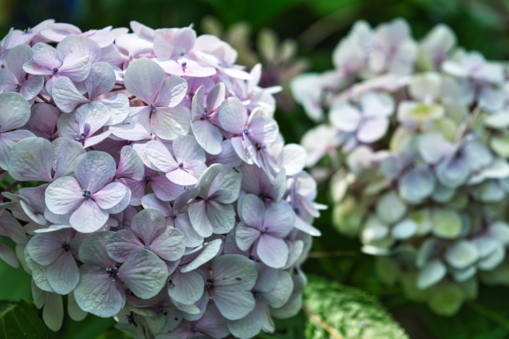 紫陽花_2021_0628_1
