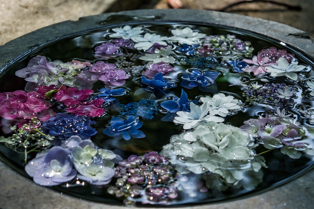 紫陽花_2021_0627_2