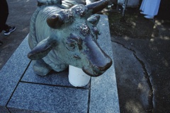 愛宕神社の牛の石像