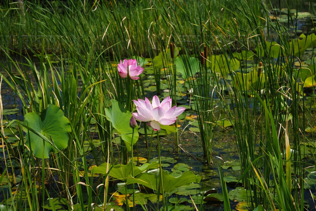 ハスの花_2021_0716_1