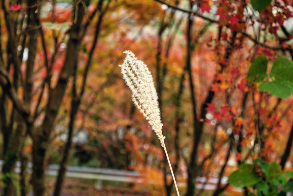 三瀬峠_2021_1114_5