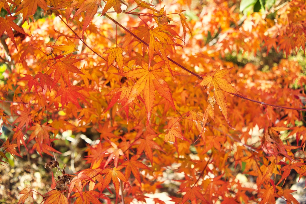 紅葉_6