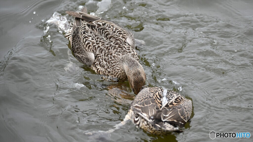 新潟県「瓢湖」でのオオナガガモの喧嘩の始まり