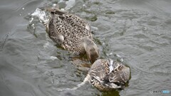新潟県「瓢湖」でのオオナガガモの喧嘩の始まり