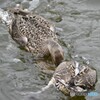 新潟県「瓢湖」でのオオナガガモの喧嘩の始まり