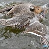 オナガガモの壮絶な喧嘩