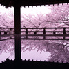 2021年　三井寺の桜-2