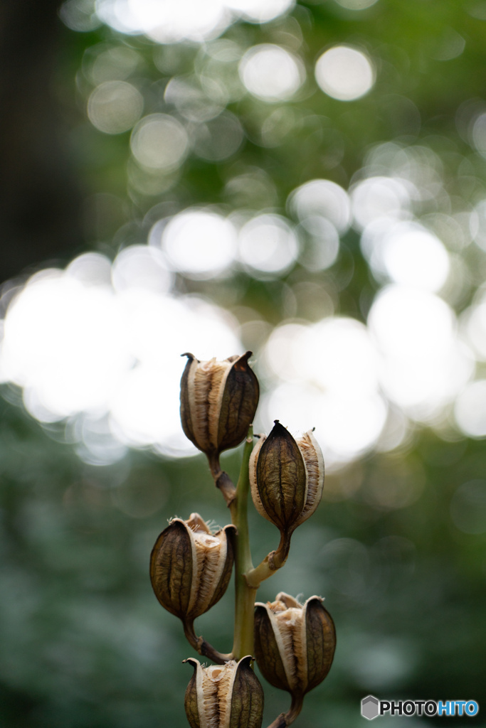 紅葉（金沢）ー4