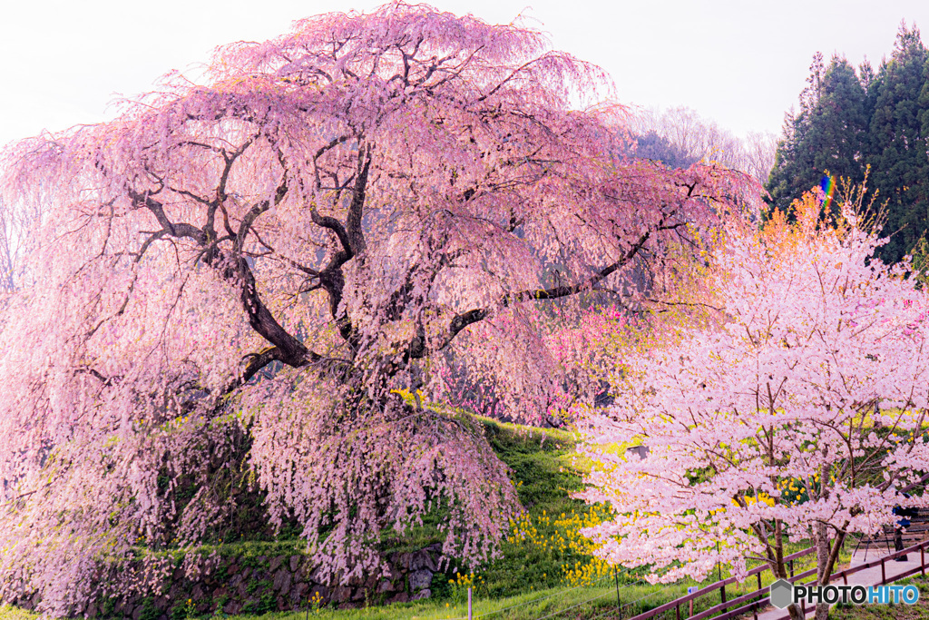 又兵衛桜　朝日を背に