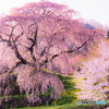 又兵衛桜　朝日を背に