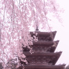 2020年　醍醐寺　桜-10
