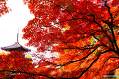 京都の紅葉（真如堂ー1）